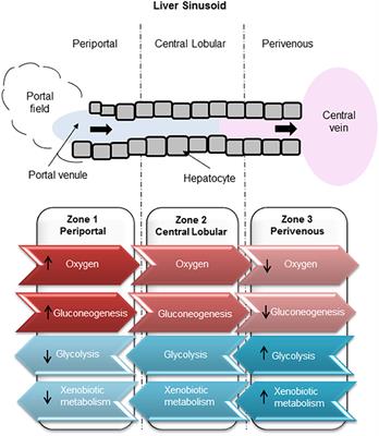 In vitro Liver Zonation of Primary Rat Hepatocytes